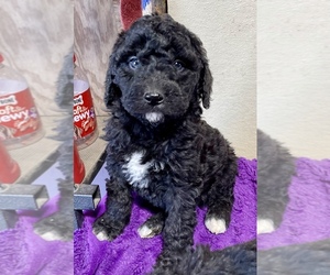 Labradoodle Puppy for sale in CRAIG, NE, USA