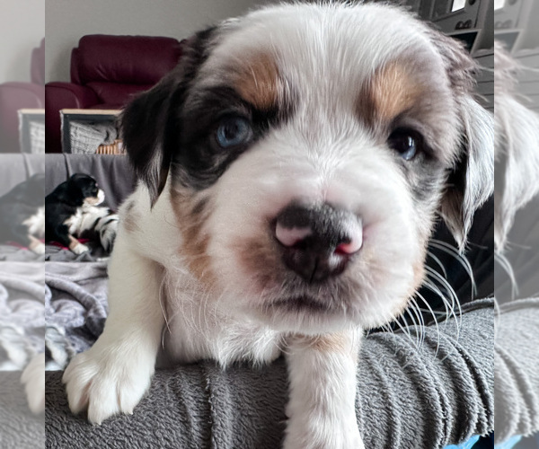 Medium Photo #7 Australian Shepherd-Bernedoodle Mix Puppy For Sale in MELROSE, NY, USA