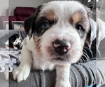 Small Photo #7 Australian Shepherd-Bernedoodle Mix Puppy For Sale in MELROSE, NY, USA
