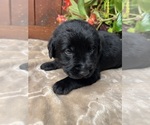 Small #2 Labrador Retriever