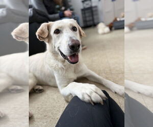 Labrador Retriever-Unknown Mix Dogs for adoption in Brewster, NY, USA