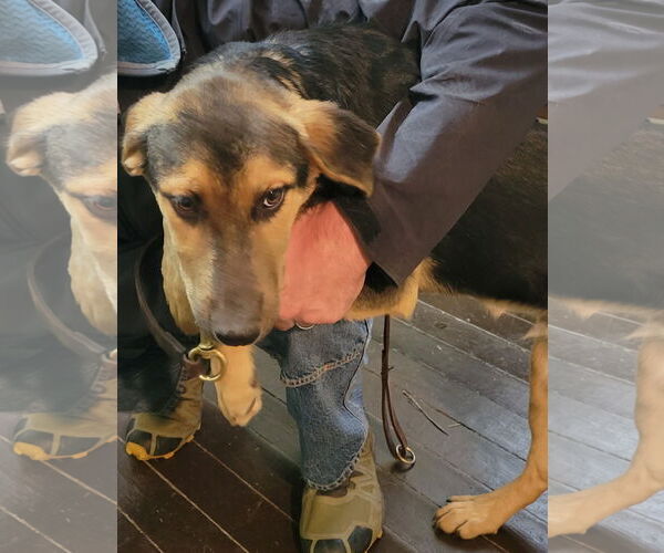 Medium Photo #3 Shepradors Puppy For Sale in Harrison, AR, USA