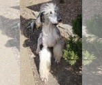 Small Photo #1 Aussiedoodle Puppy For Sale in DOWELLTOWN, TN, USA