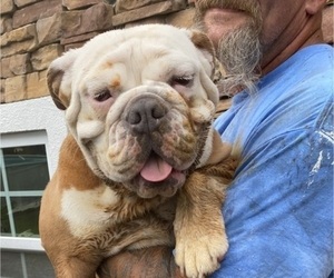 Mother of the Olde English Bulldogge puppies born on 03/17/2023