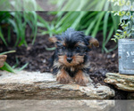 Small #1 Yorkshire Terrier
