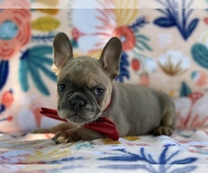 Medium French Bulldog