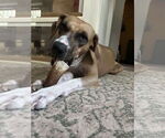 Small #6 Black Mouth Cur Mix
