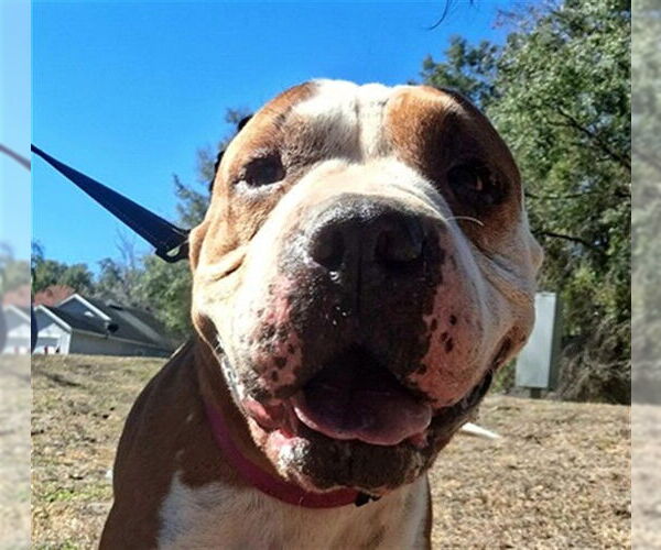 Medium Photo #2 American Pit Bull Terrier-Chinese Shar-Pei Mix Puppy For Sale in Ocala, FL, USA
