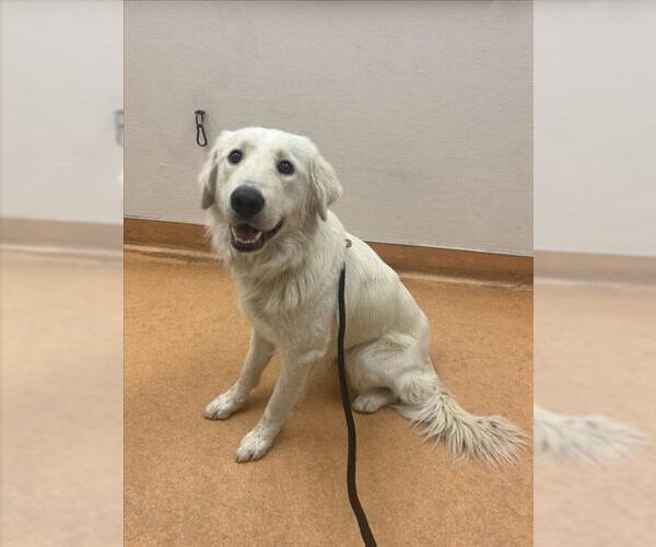 Medium Photo #1 Great Pyrenees-Unknown Mix Puppy For Sale in Martinez, CA, USA