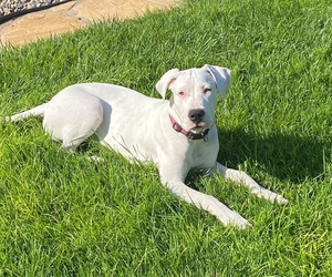 Dogo Argentino Puppy for sale in RATON, NM, USA