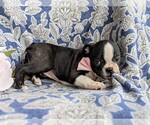 Small Photo #4 Boston Terrier Puppy For Sale in EPHRATA, PA, USA