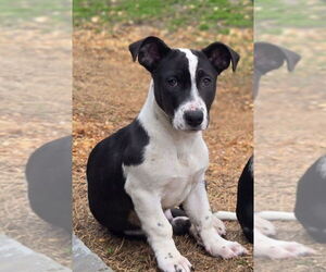 Catahoula Leopard Dog-Jack Russell Terrier Mix Dogs for adoption in Boston, MA, USA