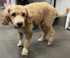 Medium Labradoodle