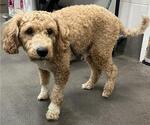 Small Labradoodle