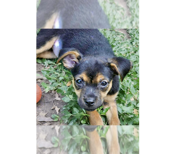 Medium Photo #1 Jack Russell Terrier-Unknown Mix Puppy For Sale in Tampa, FL, USA