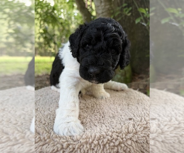 Medium Photo #55 Goldendoodle Puppy For Sale in PIERSON, FL, USA
