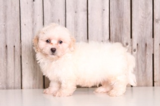 Lhasa-Poo Puppy for sale in MOUNT VERNON, OH, USA