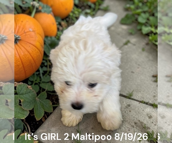 Medium Photo #7 Bernedoodle (Miniature) Puppy For Sale in MONTPELIER, OH, USA