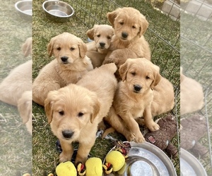 Golden Retriever Puppy for sale in ARMADA, MI, USA