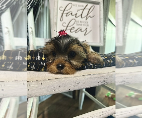 Medium Photo #2 Yorkshire Terrier Puppy For Sale in NAPPANEE, IN, USA
