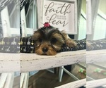 Small Photo #2 Yorkshire Terrier Puppy For Sale in NAPPANEE, IN, USA