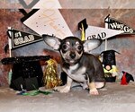 Puppy Egypt Chihuahua