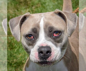 Bostin American Bulldog Dogs for adoption in Huntley, IL, USA