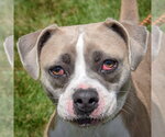 Small Bostin American Bulldog