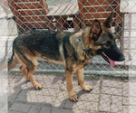 Small #2 German Shepherd Dog