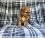 Small #2 Cavapoo
