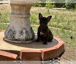 Small Photo #4 French Bulldog Puppy For Sale in LA MESA, CA, USA