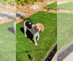 Small Photo #4 Beagle Puppy For Sale in Tampa, FL, USA