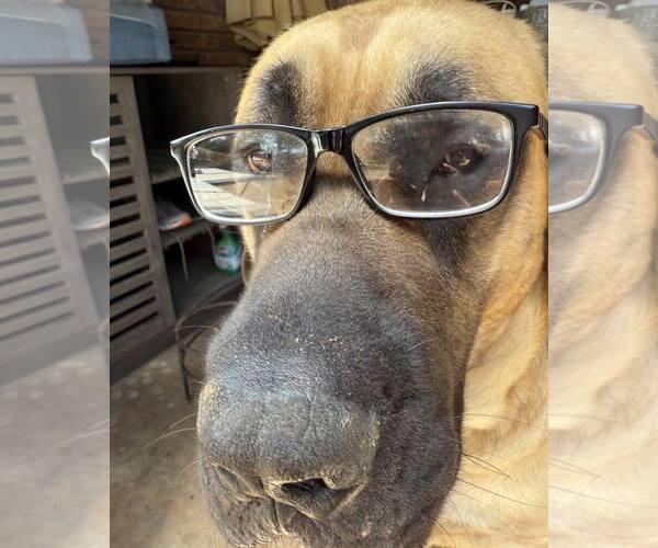 Medium Photo #4 Mastiff Puppy For Sale in Edmond, OK, USA