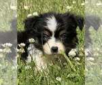 Puppy Ruby Miniature Australian Shepherd