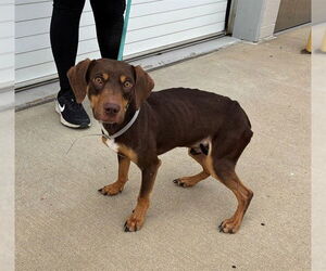 Dachshund-Treeing Walker Coonhound Mix Dogs for adoption in Louisville, KY, USA