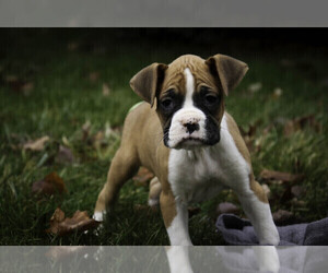 Boxer Puppy for sale in SHIPSHEWANA, IN, USA