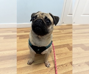 Pug Puppy for sale in SOUTH JORDAN, UT, USA