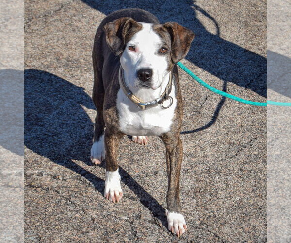 Medium Photo #6 American Staffordshire Terrier-Beagle Mix Puppy For Sale in Huntley, IL, USA