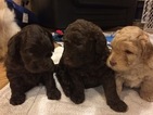 Small Photo #14 Miniature Labradoodle Puppy For Sale in CLAY, PA, USA