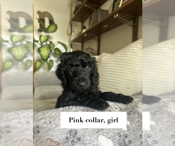 Medium Photo #6 Poodle (Standard) Puppy For Sale in NEW ULM, MN, USA
