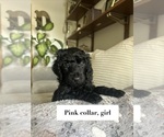 Small #5 Poodle (Standard)
