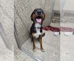 Small Mutt