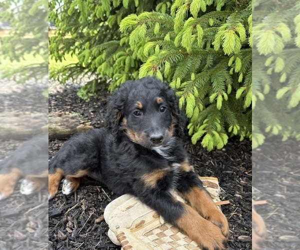 Medium Photo #2 Bernedoodle Puppy For Sale in MIDDLEBURY, IN, USA