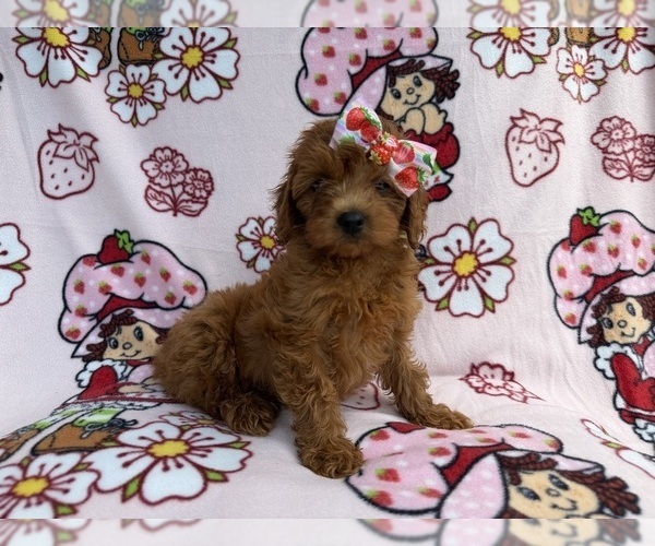 Medium Photo #8 Cavapoo (Miniature) Puppy For Sale in LAKELAND, FL, USA