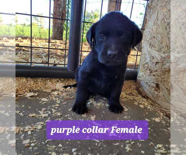 Medium Photo #1 Labrador Retriever Puppy For Sale in FALLON, NV, USA