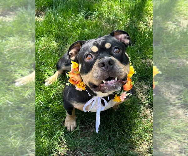 Medium Photo #7 American Staffordshire Terrier-Rottweiler Mix Puppy For Sale in Redlands, CA, USA