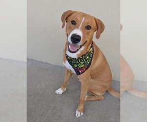 Mutt Dogs for adoption in McKinney, TX, USA