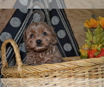 Puppy Lexi Cavapoo mix (+ Poodle Miniature)