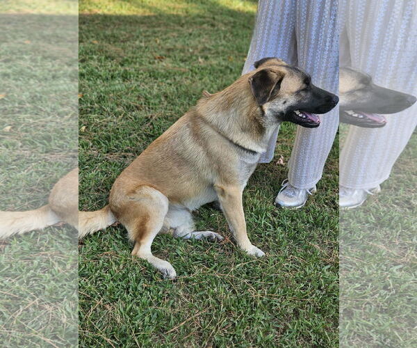 Medium Photo #5 Mutt Puppy For Sale in Wakefield, RI, USA
