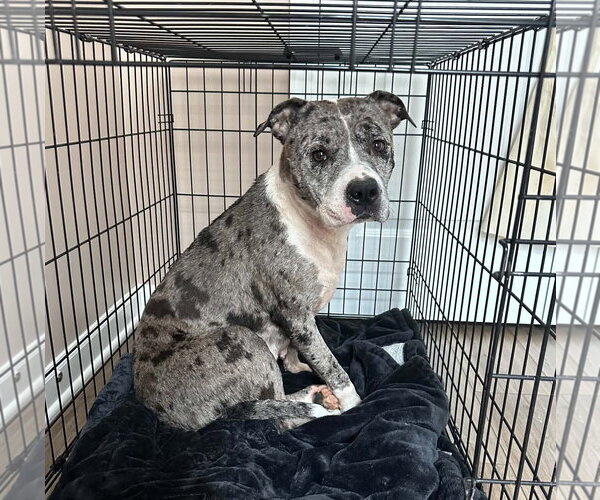 Medium Photo #5 Mutt Puppy For Sale in Rockville, MD, USA